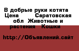 В добрые руки котята › Цена ­ 50 - Саратовская обл. Животные и растения » Кошки   